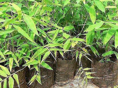 Bamboo plants